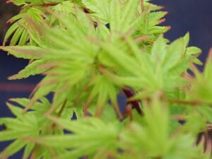 Acer palmatum -Японски клен