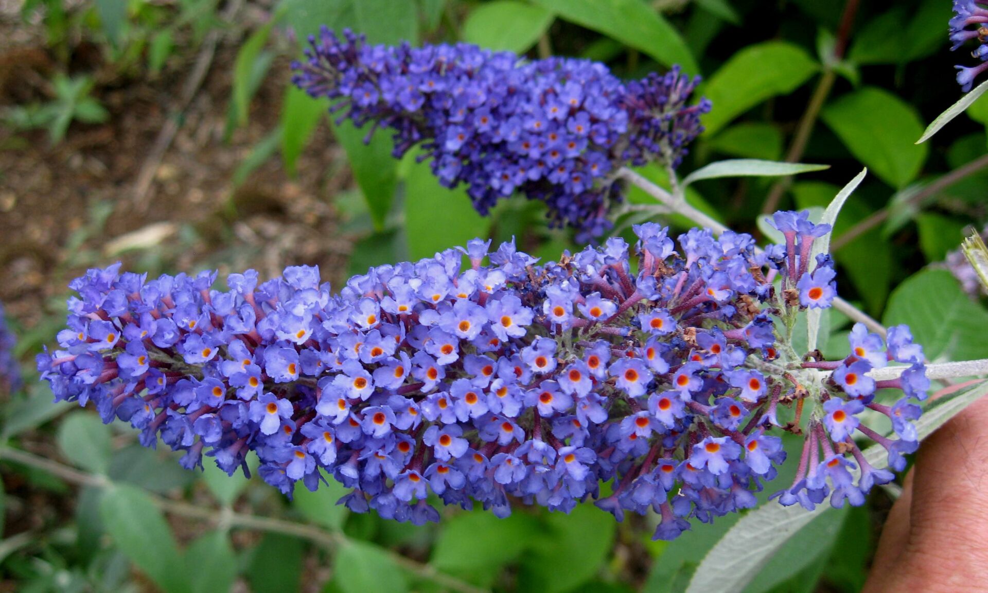 Буддлея Давида Buddleja davidii nanho Blue