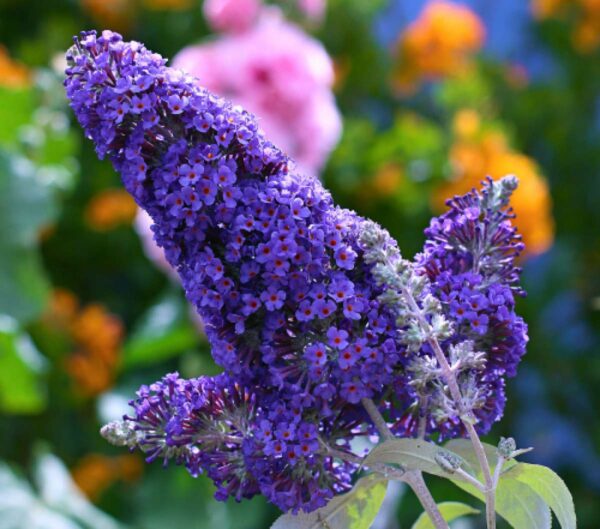 buddleja lochinch са популярен избор в градините.