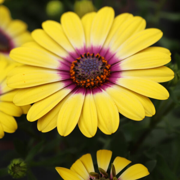 Osteospermum Special Erato Yellow Purple Eye-Остеоспермум