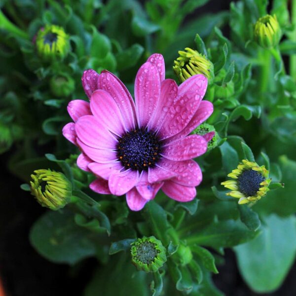 Osteospermum'Sunny Mary' -Остеоспермум