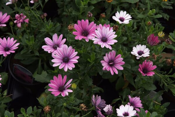 Osteospermum'Sunny Mary' -Остеоспермум