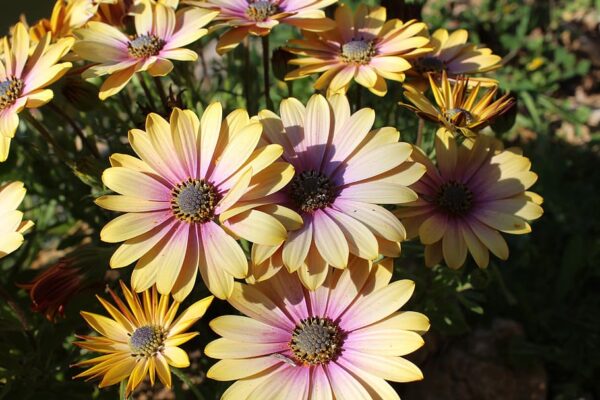 Osteospermum Special Erato Yellow Purple Eye