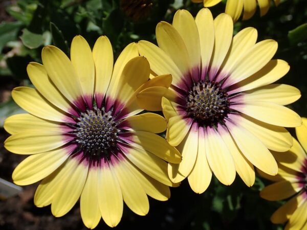 Osteospermum Special Erato Yellow Purple Eye-Остеоспермум