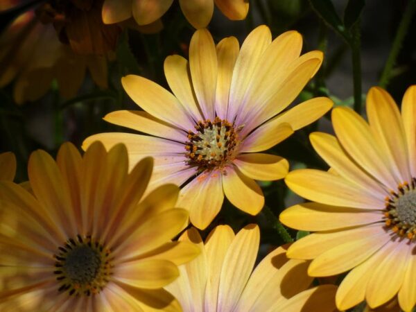 Osteospermum Special Erato Yellow Purple Eye