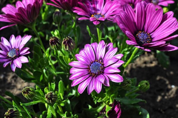 Osteospermum'Sunny Mary' -Остеоспермум