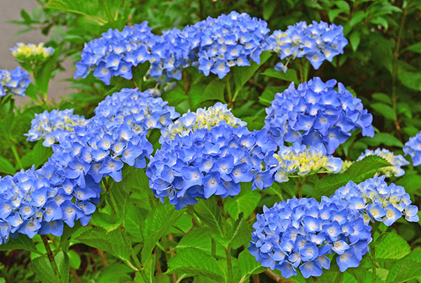Hydrangea Nik Hydrangea macr. Nikko Blue(Хортензия)