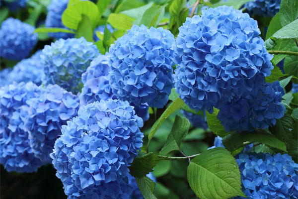 Hydrangea Nik Hydrangea macr. Nikko Blue(Хортензия)