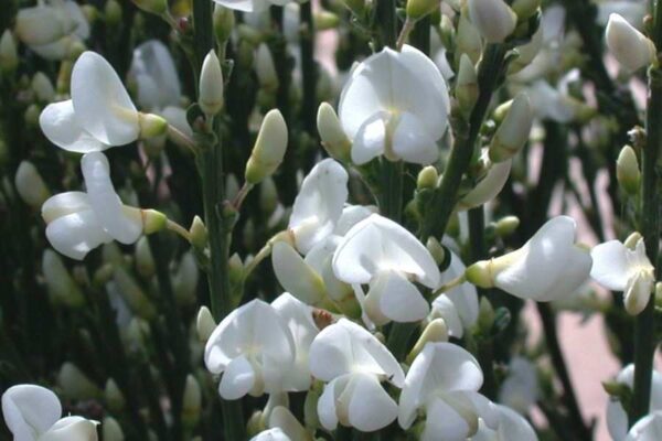 Цитизус Бял (Cytisus White)