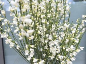 Цитизус Бял (Cytisus White)