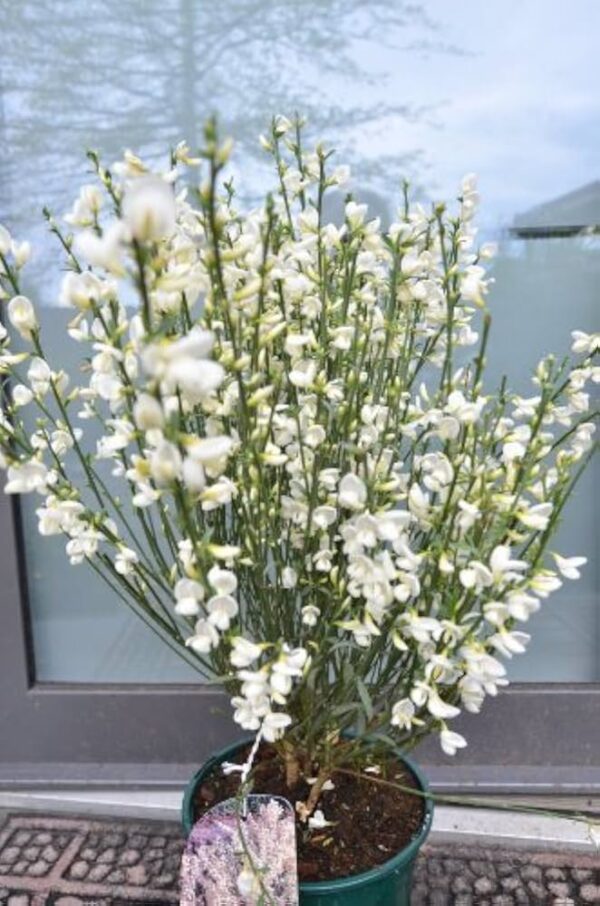 Цитизус Бял (Cytisus White)