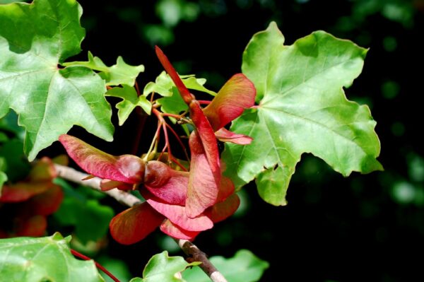 Acer campestre (Клен)