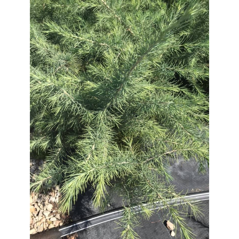 Cedrus deodara (Хималайски кедър) | Растения за градината