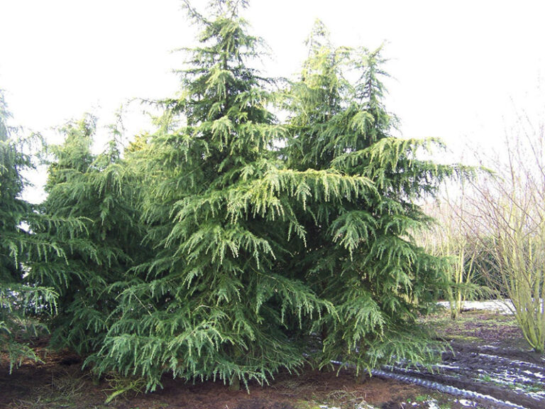 Cedrus deodara (Хималайски кедър) | Растения за градината
