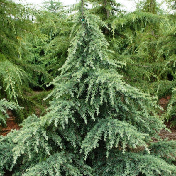 Cedrus deodara (Хималайски кедър) | Растения за градината