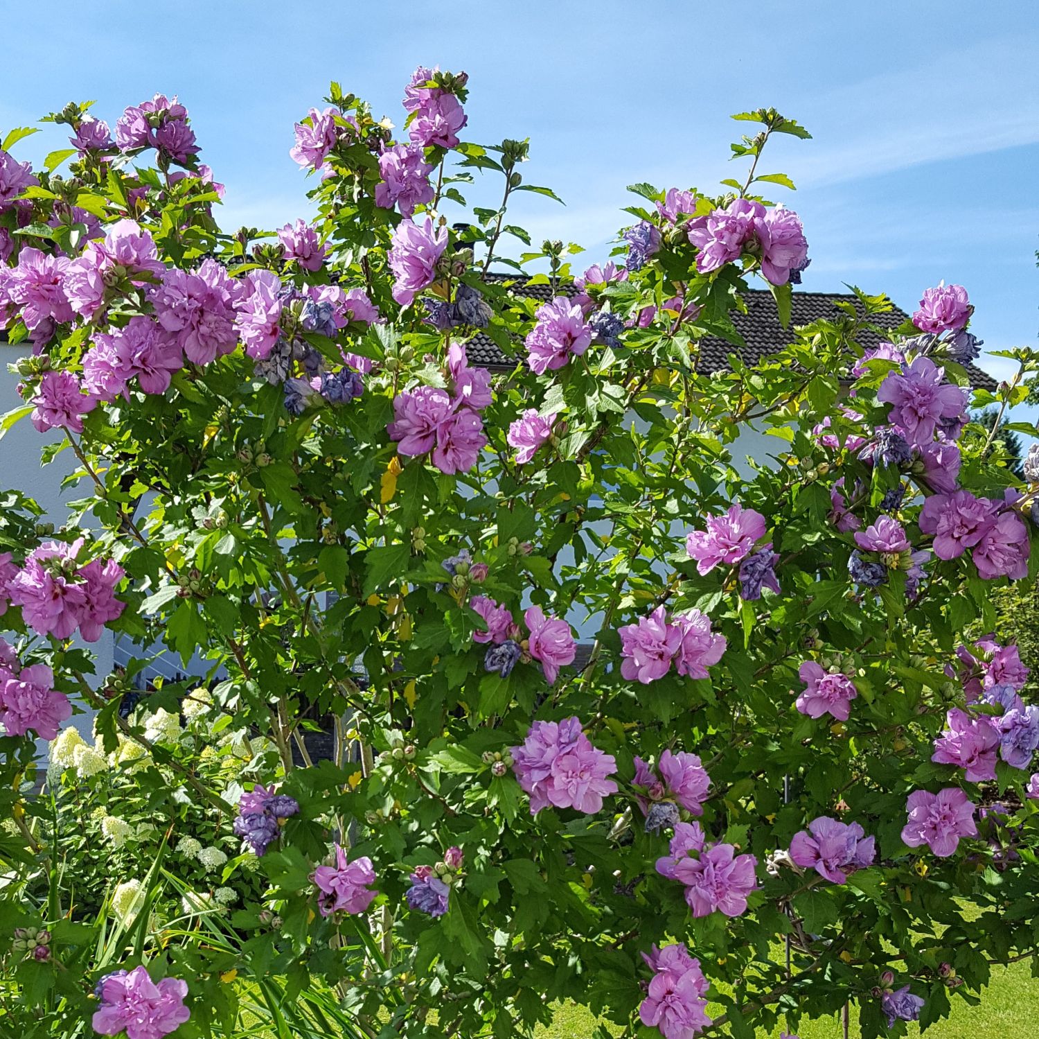 Hibiscus Ardens (Хибискус Арденс)