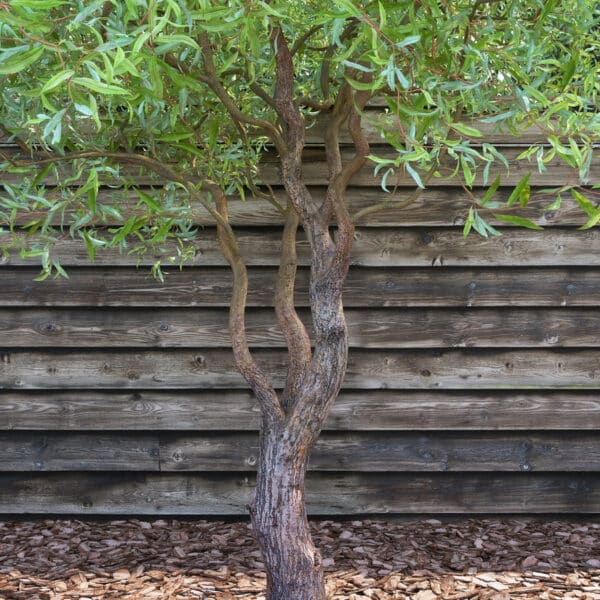 Salix matsudana Turtuosa (Къдрава върба)