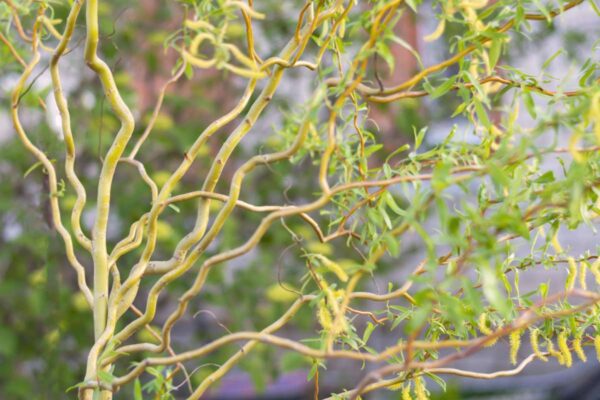 Salix matsudana Turtuosa (Къдрава върба)