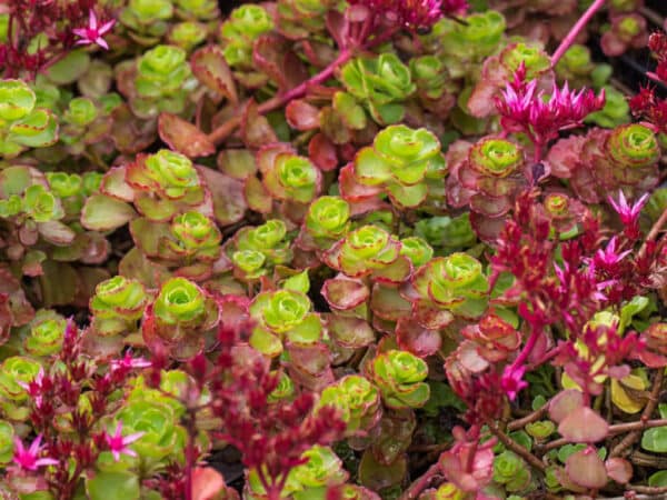 Sedum spurium ‘Fuldaglut’