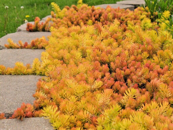 Sedum rupestre 'Angelina (Седум Анджелина)