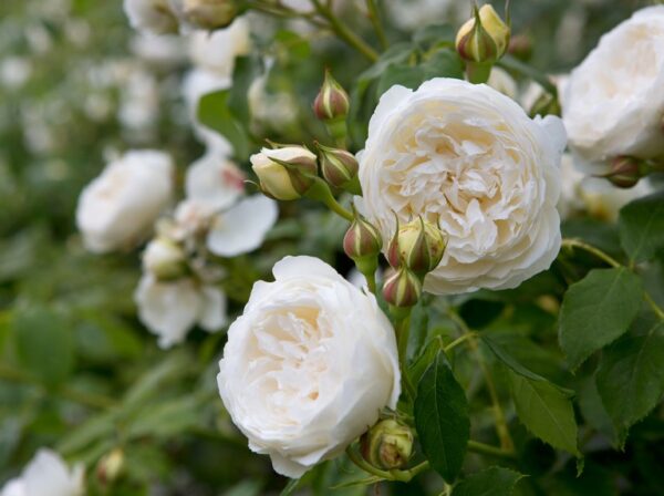 Rosa climbing white (Увивна оранжева роза) в контейнер от 3л височина на растението 120-150см в зависимост от сезона. Изложение-пълно слънце.Вски вид роза,за да цъфт обилно се нуждае от много прякааслънчева светлина Поливане-млдатите розови храсти се нуждаят от влага,около корена до тяхното захващане в почвата.След това розовите се развиват ,чудесно и когатао не можете да им осигурите влага. Почва-розовите храсти не са претенциозни към стуктурата на почвата.Развиват се добре и на бедни почви.При такива може да внасяте минерални и органични торове за по-обилен цъфтеж. Резитба-катерливите рози не е задължително да се изрязват до основата на растението.Премахват се разклоненията към основният основният ствол.Розите храсти цъфтят и се развиват добре,само на нов прираст.Редовното подкастряне през късната есен или ранната пролет ще осигури обилен цъфтеж на растението. Багра на растението-червен Аромат-ароматно растение Подходящ вид за вертикално озеленяване на огради,перголи и арки.