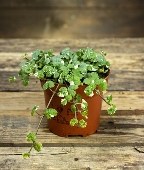 Glechoma hederacea Variegata(Глехома)