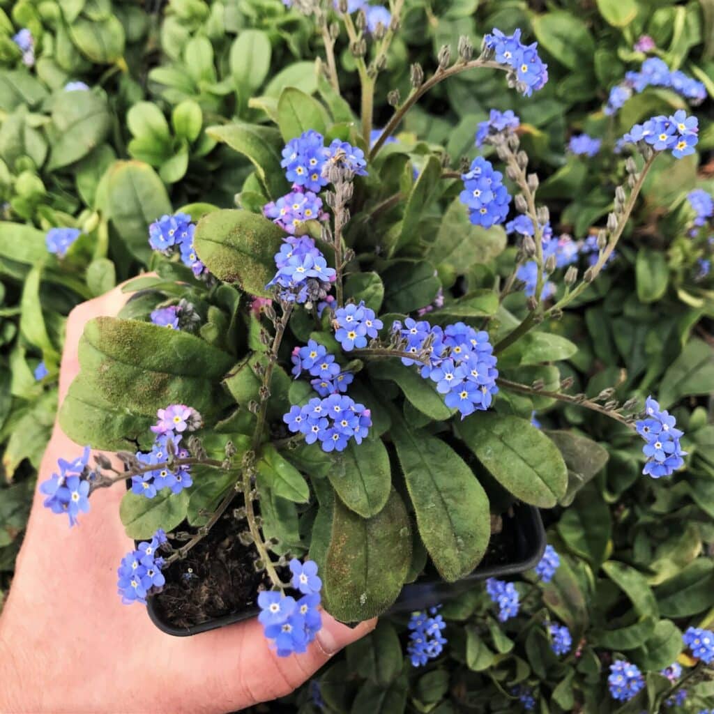 Myosotis Sylvatica Bluesylva