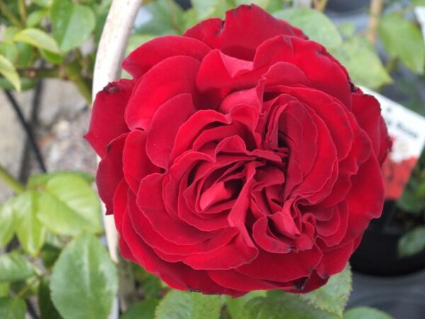 Rosa climbing Red(Увивна червена роза)