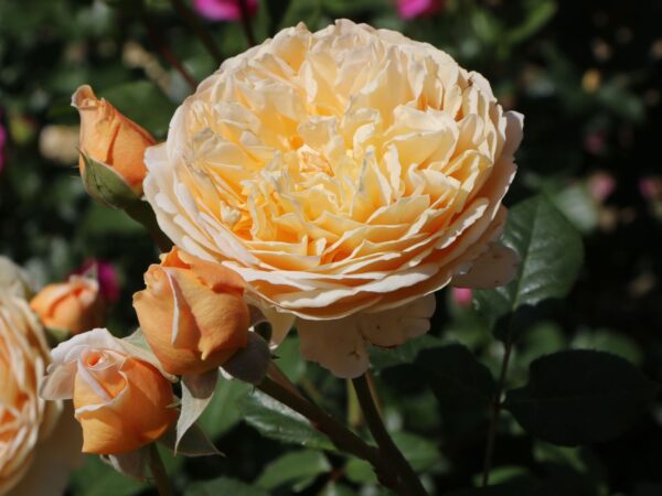 Rosa climbing Orange (Увивна Роза оранжева)