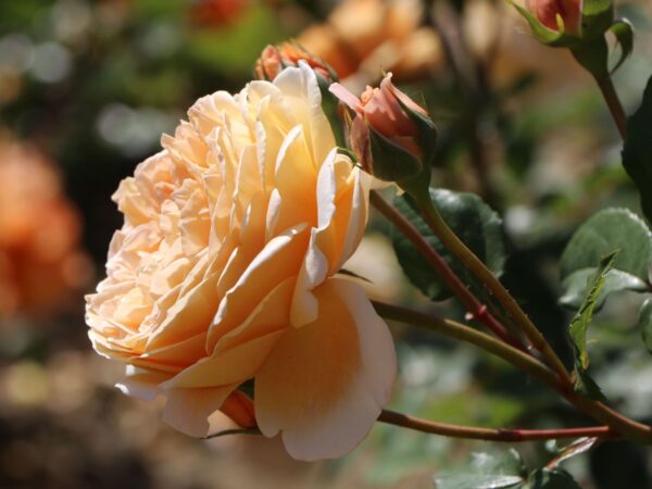 Rosa climbing Orange (Увивна Роза оранжева)