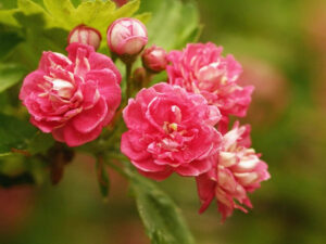 Crataegus laevigata 'Pauls Scarlet'(Кратаегус Глог Паул Скарлет)