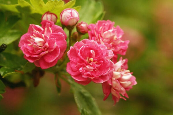 Crataegus laevigata 'Pauls Scarlet'(Кратаегус Глог Паул Скарлет)