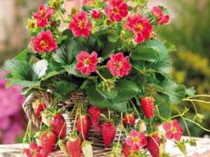 Strawberry 'Toscana'(Ягода Тоскана)