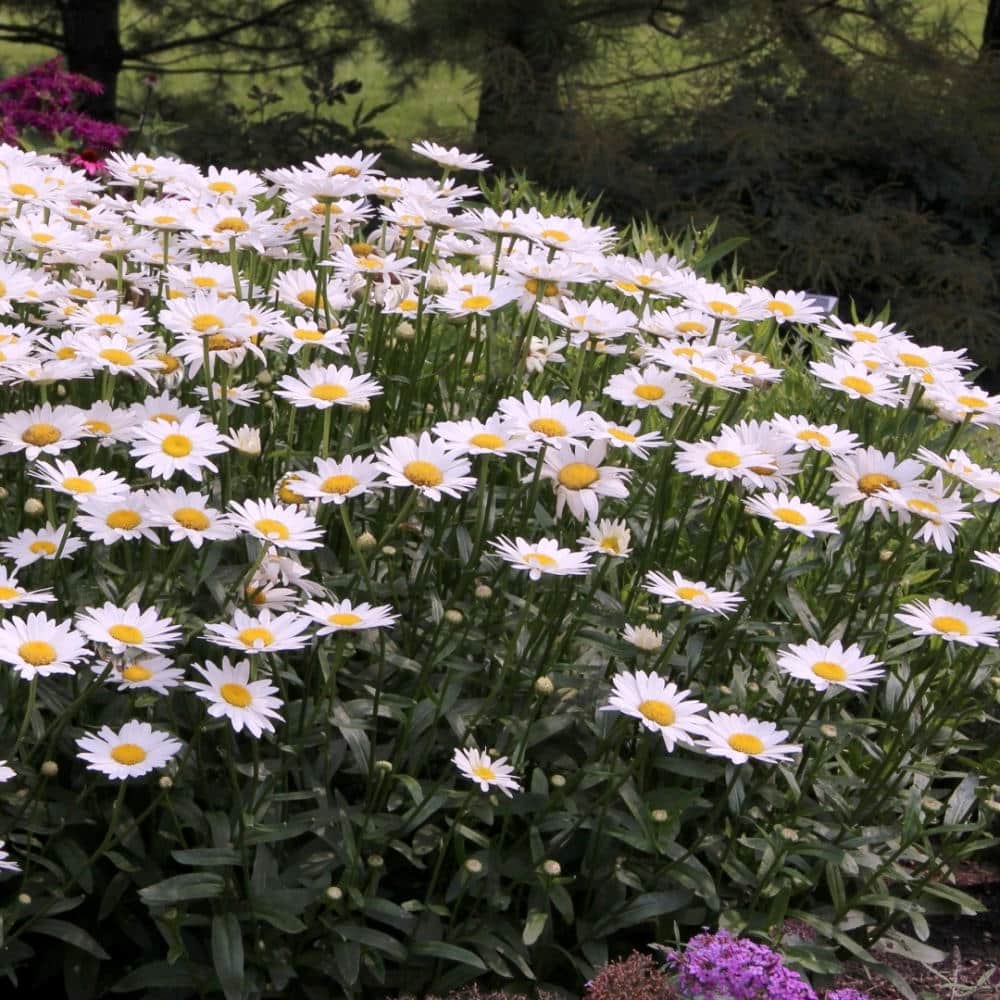 Leucanthemum White Lion (Маргарита Бял лъв)