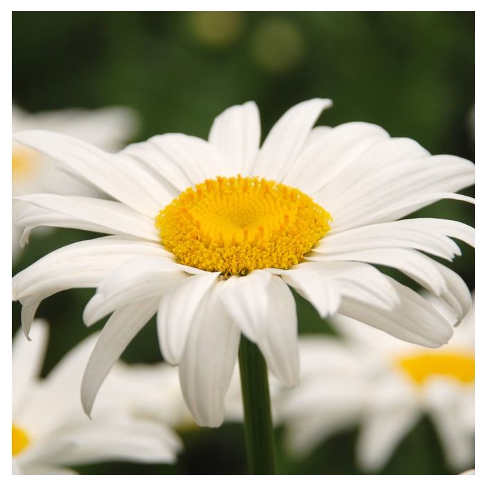 Leucanthemum White Lion (Маргарита Бял лъв)