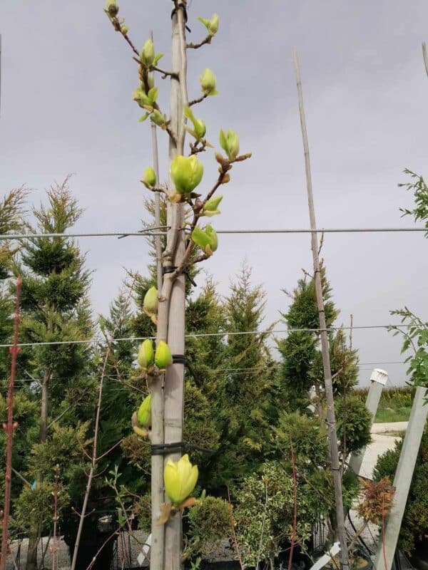 Magnolia Yellow Bird (Магнолия Жълта птица)