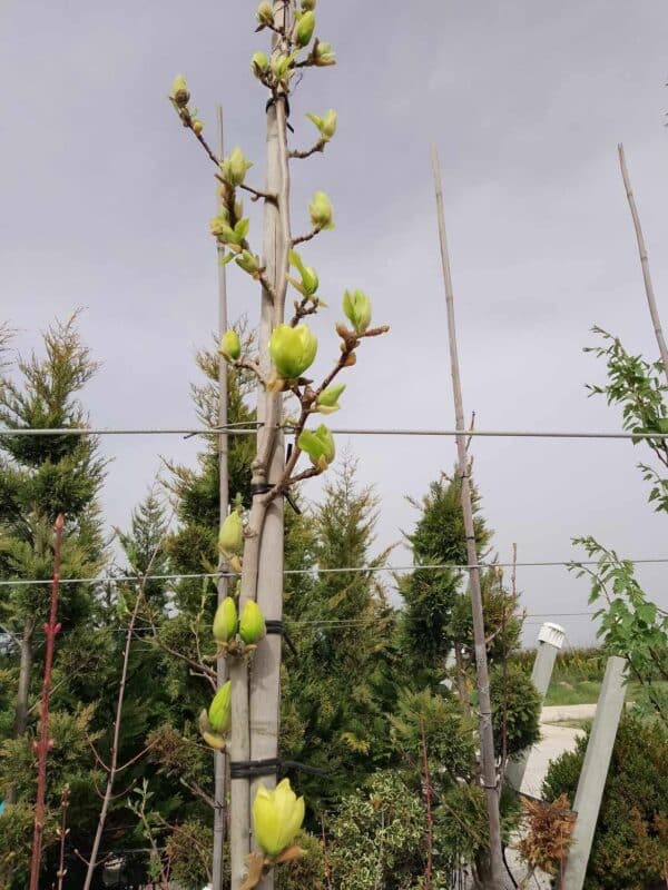 Magnolia Yellow Bird (Магнолия Жълта птица)