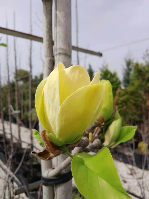 Magnolia Yellow Bird (Магнолия Жълта птица)