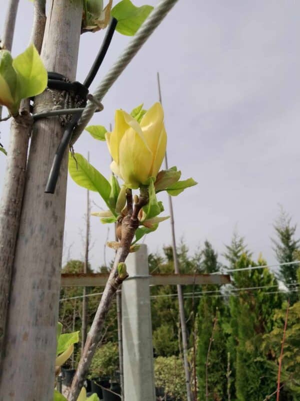 Magnolia Yellow Bird (Магнолия Жълта птица)