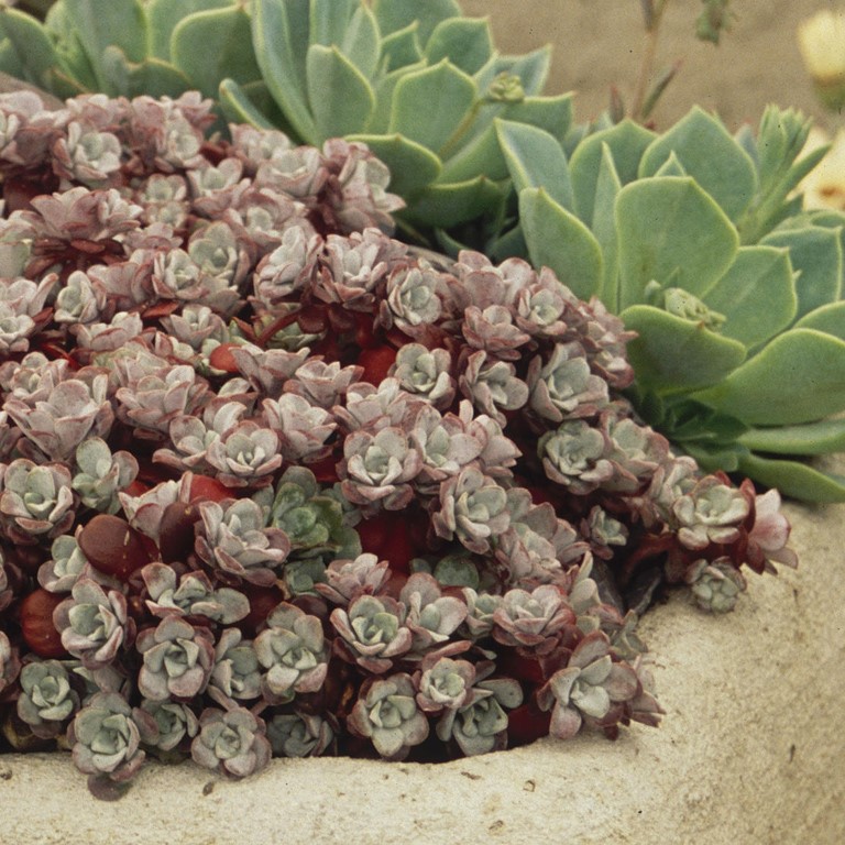 Sedum Purpureum (Седум Пурпуреум) | Растения за градината