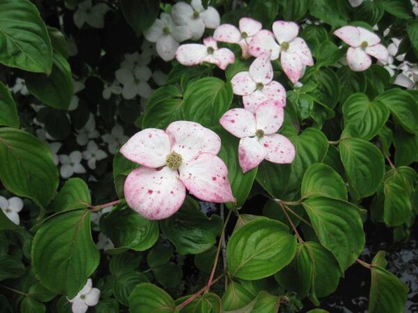 Cornus kousa 'Miss Satomi'(Корнус Сатоми)