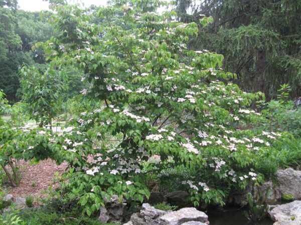 Cornus kousa 'Miss Satomi'(Корнус Сатоми)