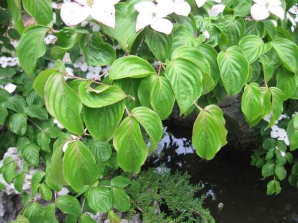 Cornus kousa 'Miss Satomi'(Корнус Сатоми)