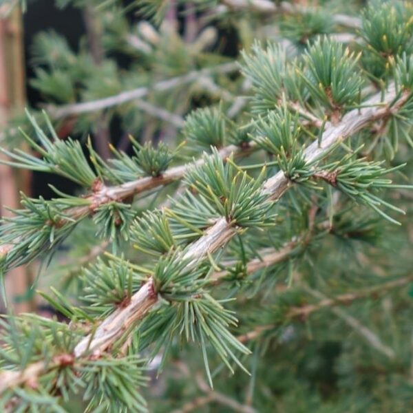 Cedrus libani (Ливански кедър)