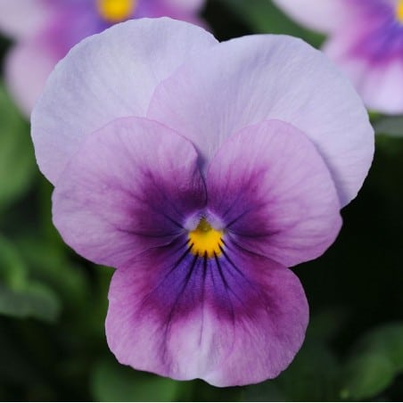 Viola Orchid rose beacon(Виола Маяк от Роза Охидея)