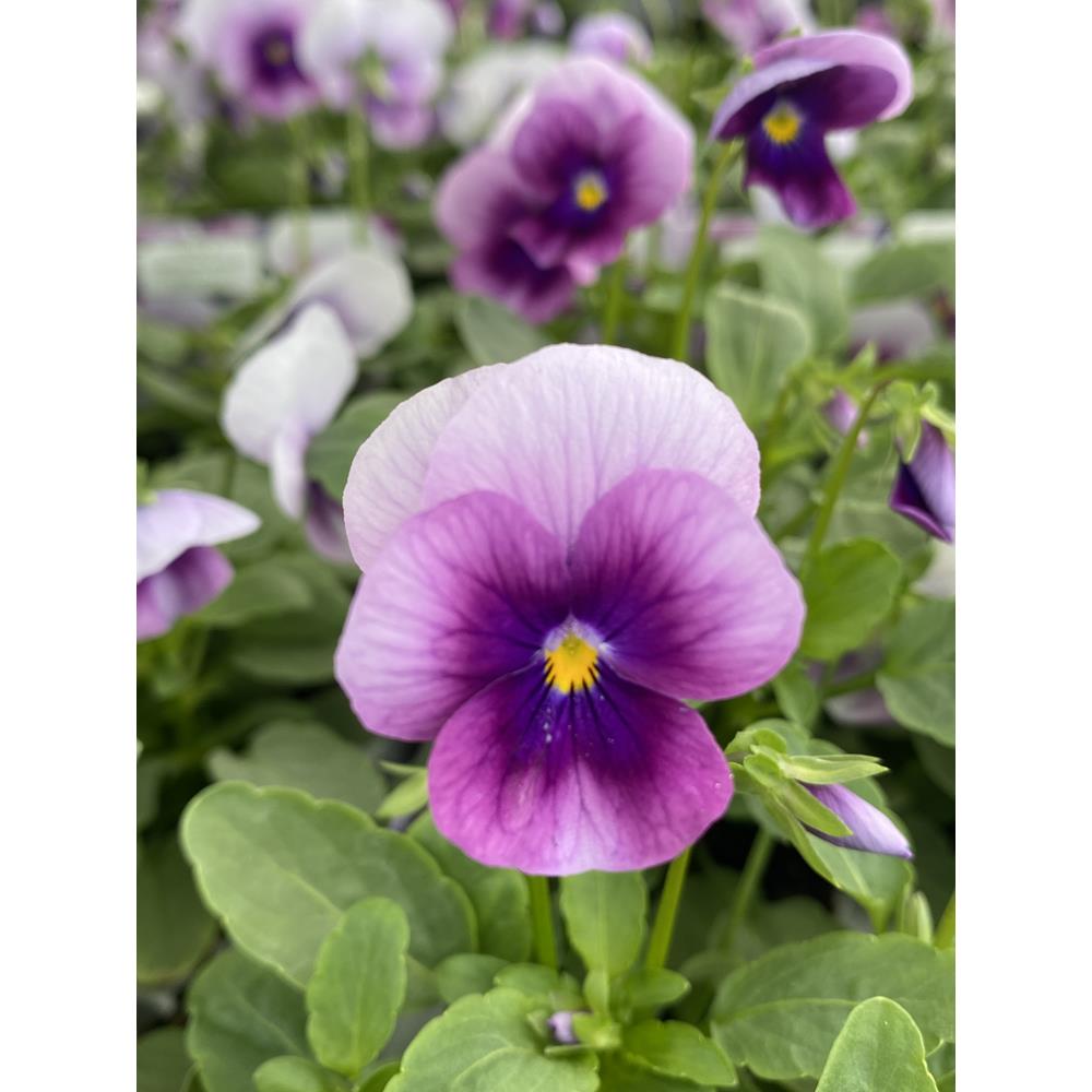 Viola Orchid rose beacon(Виола Маяк от Роза Охидея)