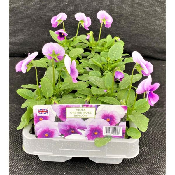 Viola Orchid rose beacon(Виола Маяк от Роза Охидея)