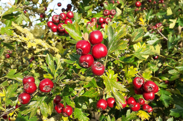 Crataegus Big Golden Star(Глог Голяма златна звезда)