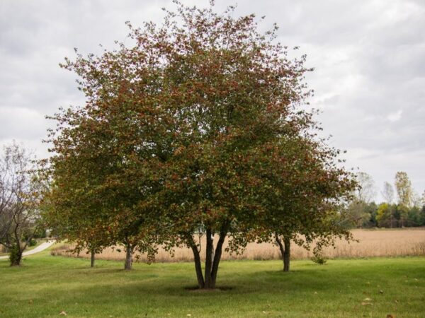 Crataegus Big Golden Star(Глог Голяма златна звезда)