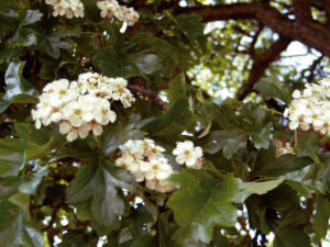 Crataegus Big Golden Star(Глог Голяма златна звезда)